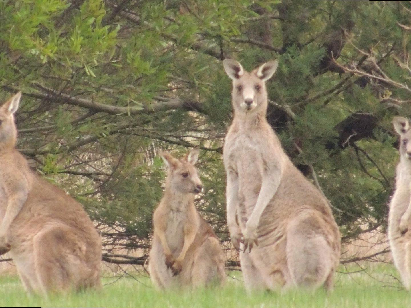 Discovering the Charms of the Southern Grampians