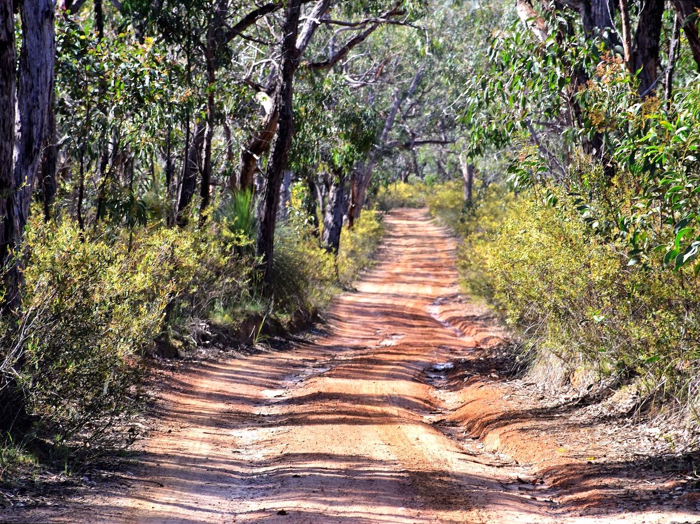 Biodiverse Anglesea Heath: Trails and Nature Exploration