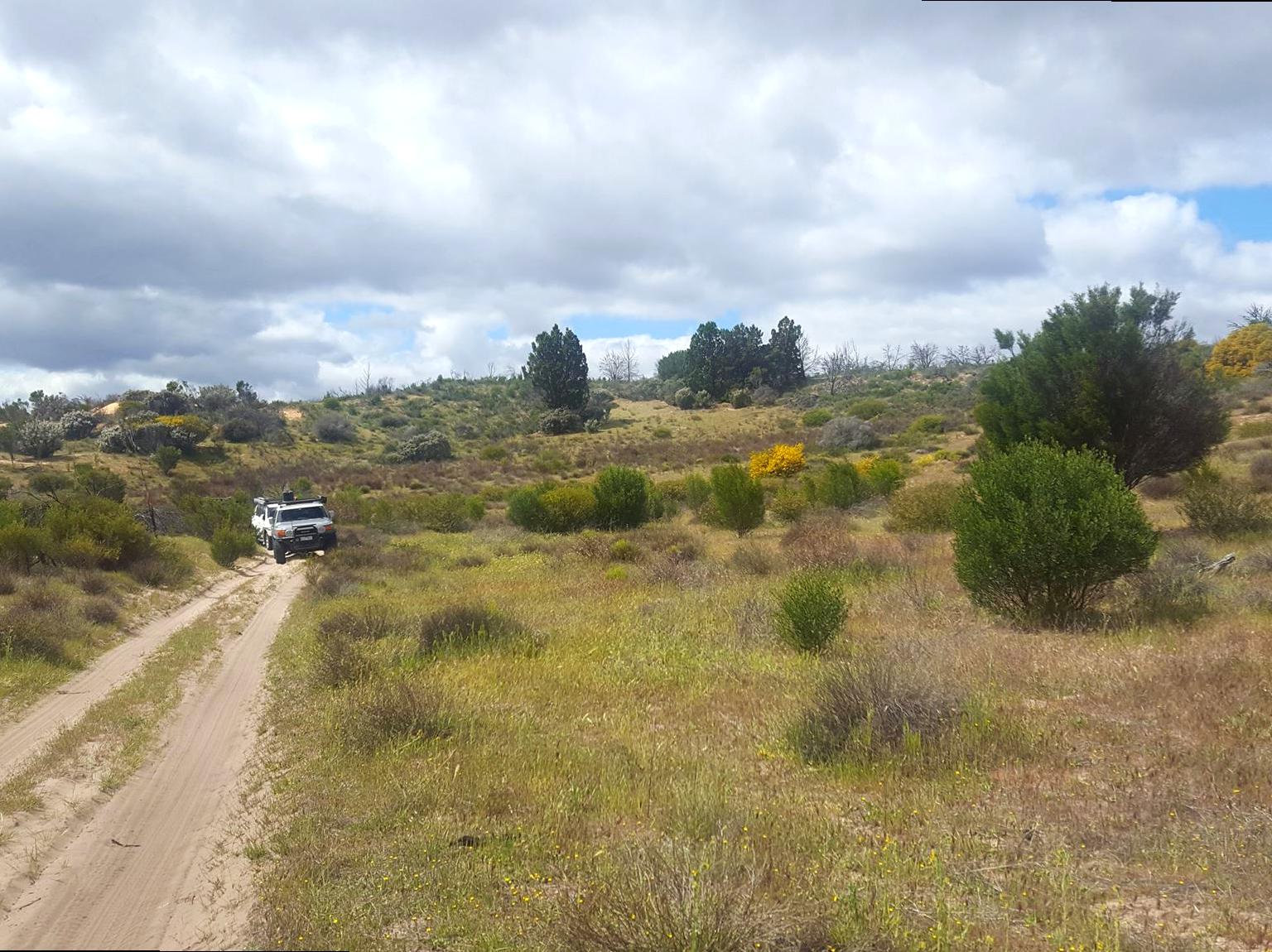 Anglesea Heath: A Hub of Biodiversity and Bushwalking Opportunities